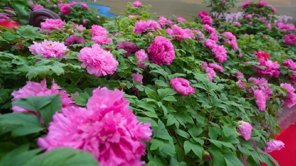 內(nèi)蒙古通遼和佑首屆農(nóng)業(yè)嘉年華